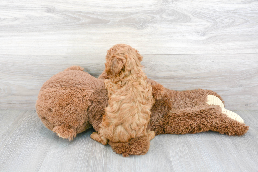 Cavapoo Puppy for Adoption