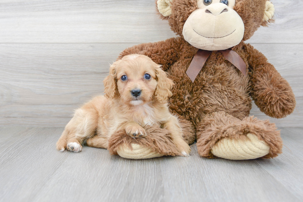 Hypoallergenic Cavoodle Poodle Mix Puppy