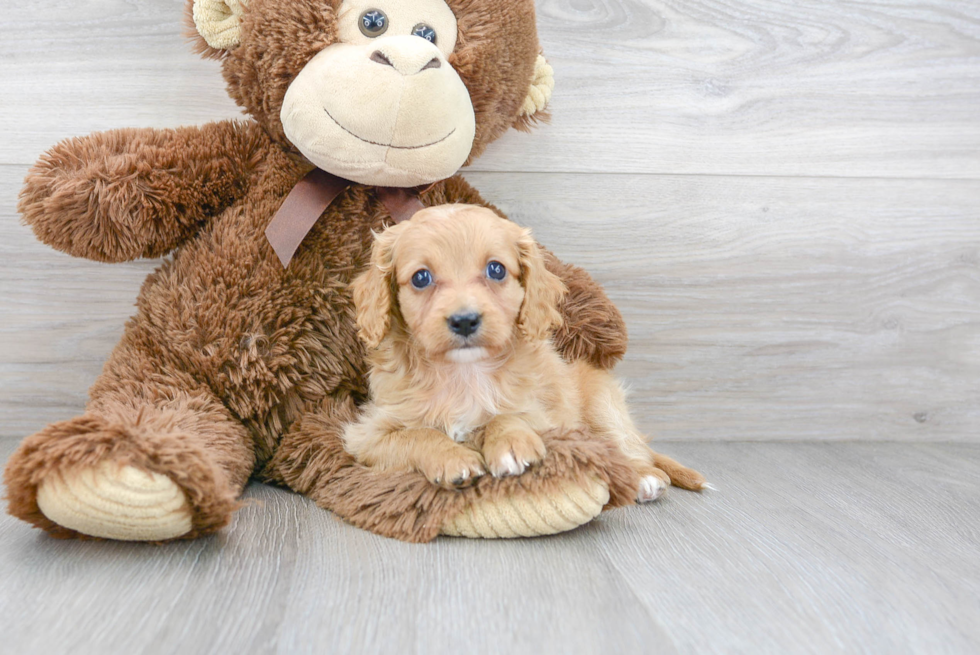 Best Cavapoo Baby