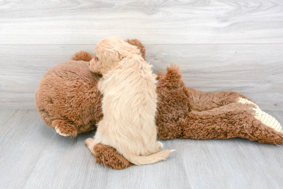 Energetic Cavoodle Poodle Mix Puppy