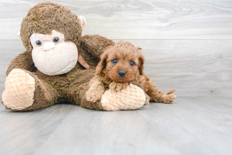 Fluffy Cavapoo Poodle Mix Pup