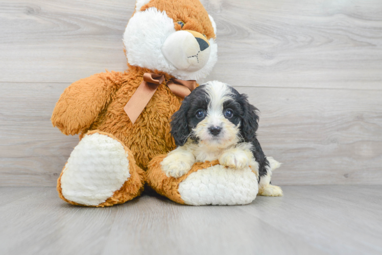 Cavapoo Puppy for Adoption