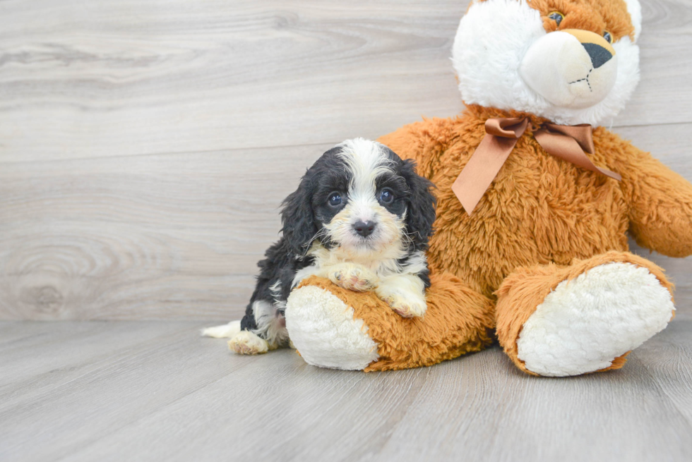 Cavapoo Pup Being Cute