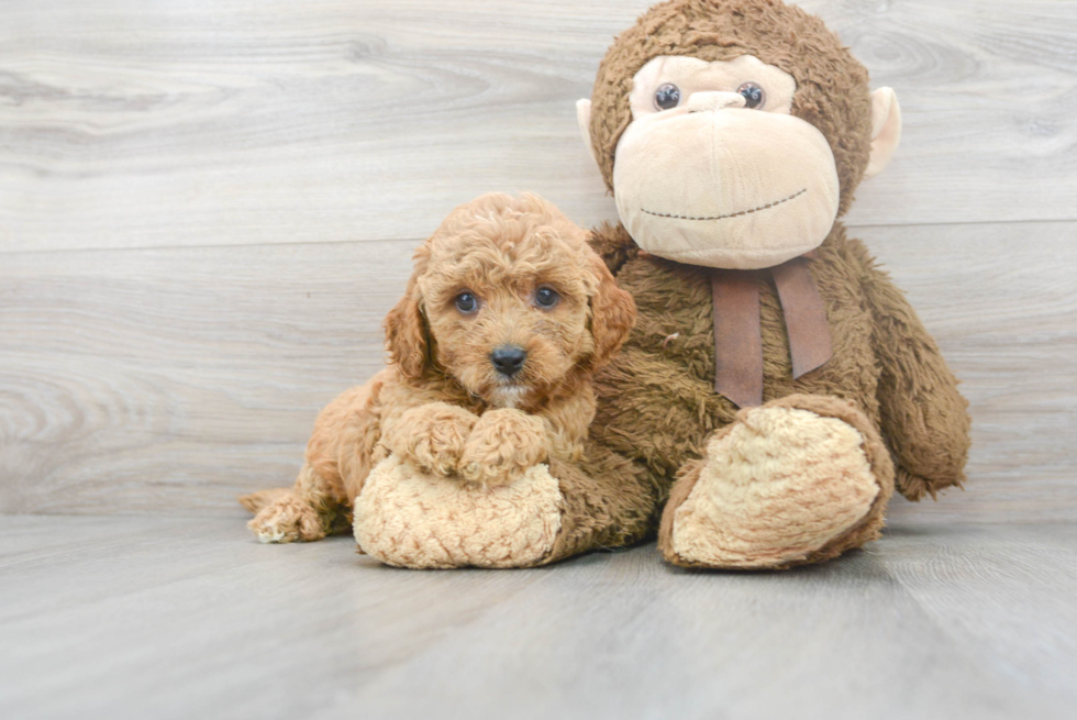 Adorable Cavoodle Poodle Mix Puppy