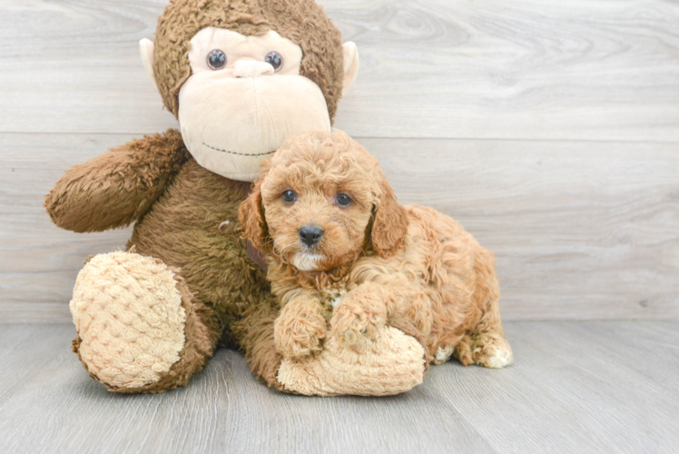 Cavapoo Pup Being Cute