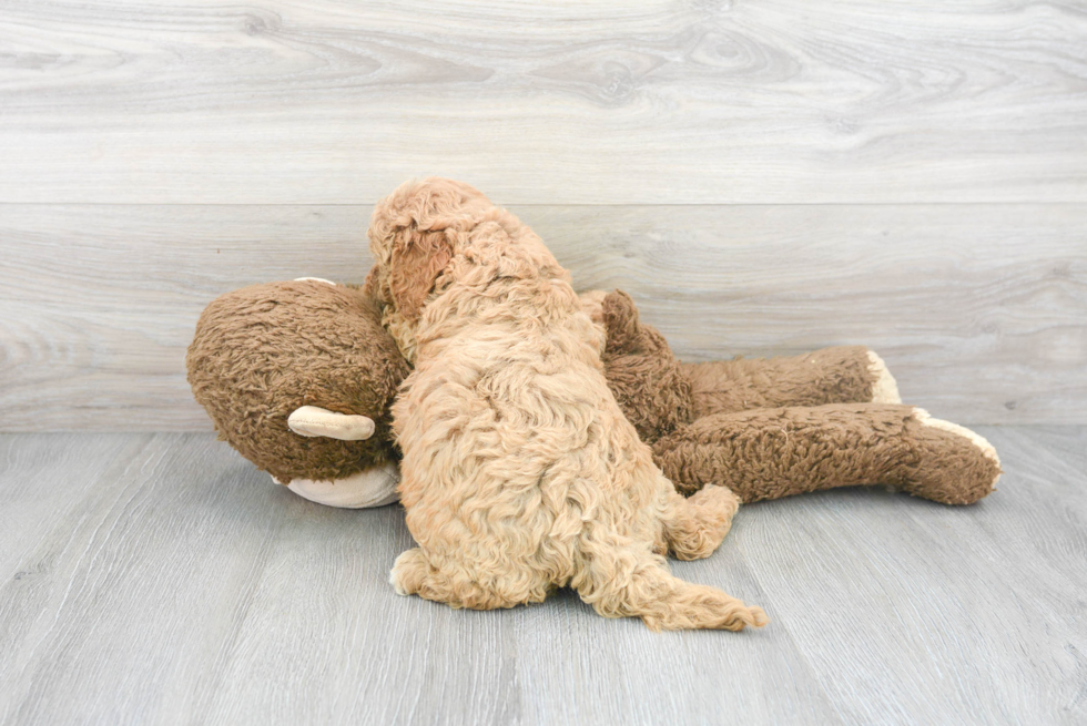 Adorable Cavoodle Poodle Mix Puppy