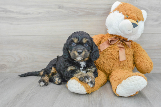 Playful Cavoodle Poodle Mix Puppy