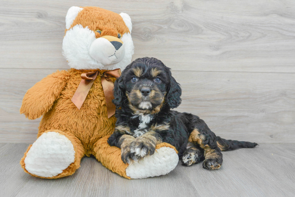 Cavapoo Pup Being Cute