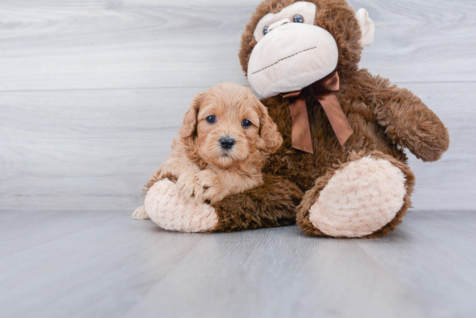 Smart Cavapoo Poodle Mix Pup