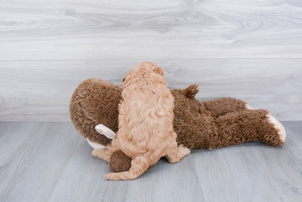 Popular Cavapoo Poodle Mix Pup