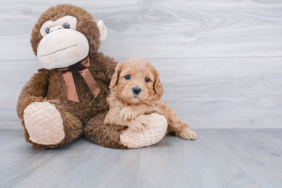 Cavapoo Pup Being Cute