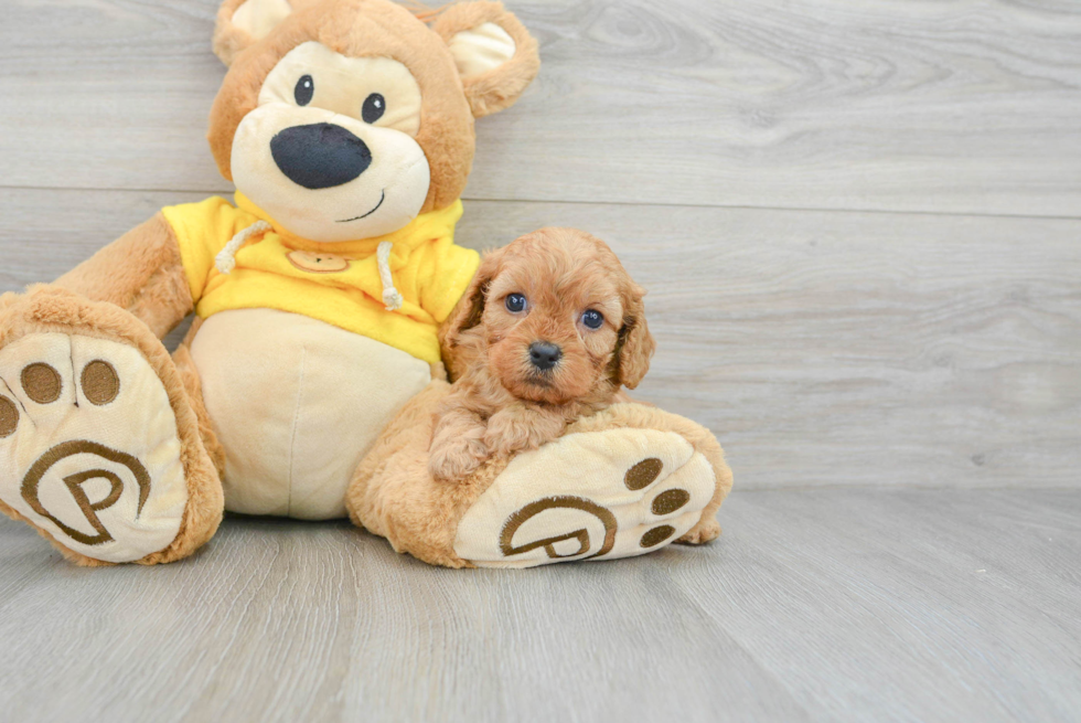 Cavapoo Pup Being Cute