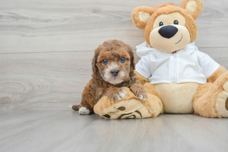 Cavapoo Puppy for Adoption