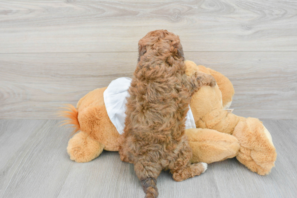 Cavapoo Pup Being Cute