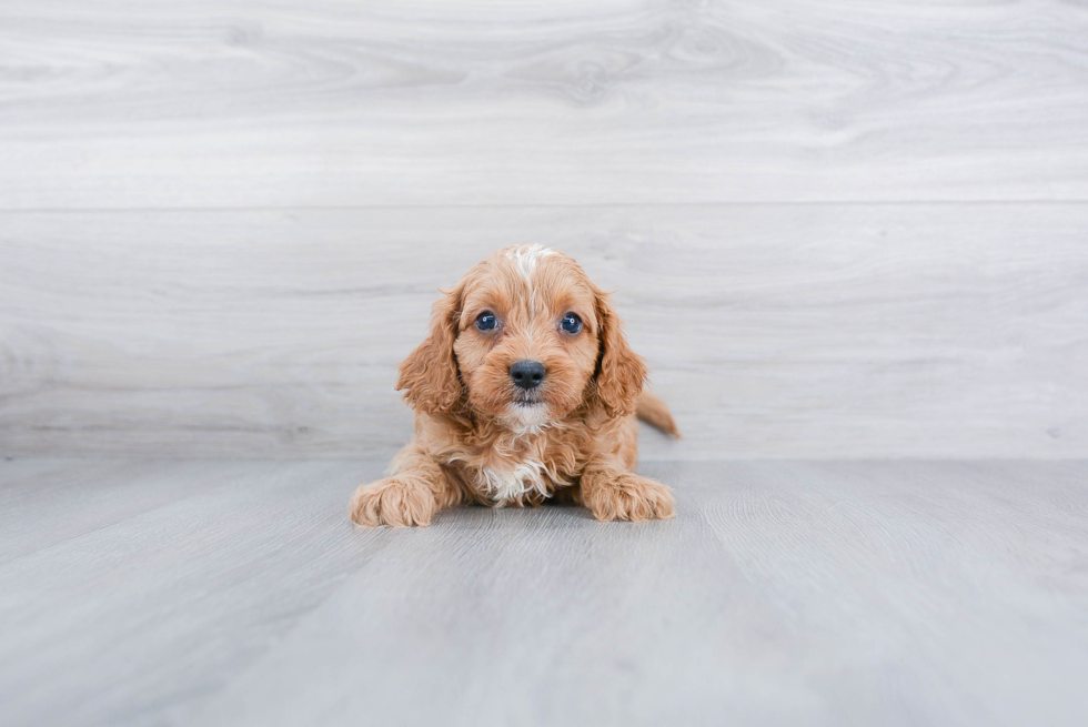 Funny Cavapoo Poodle Mix Pup