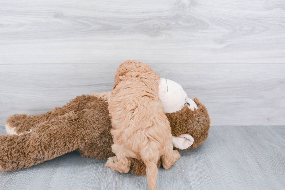 Petite Cavapoo Poodle Mix Pup