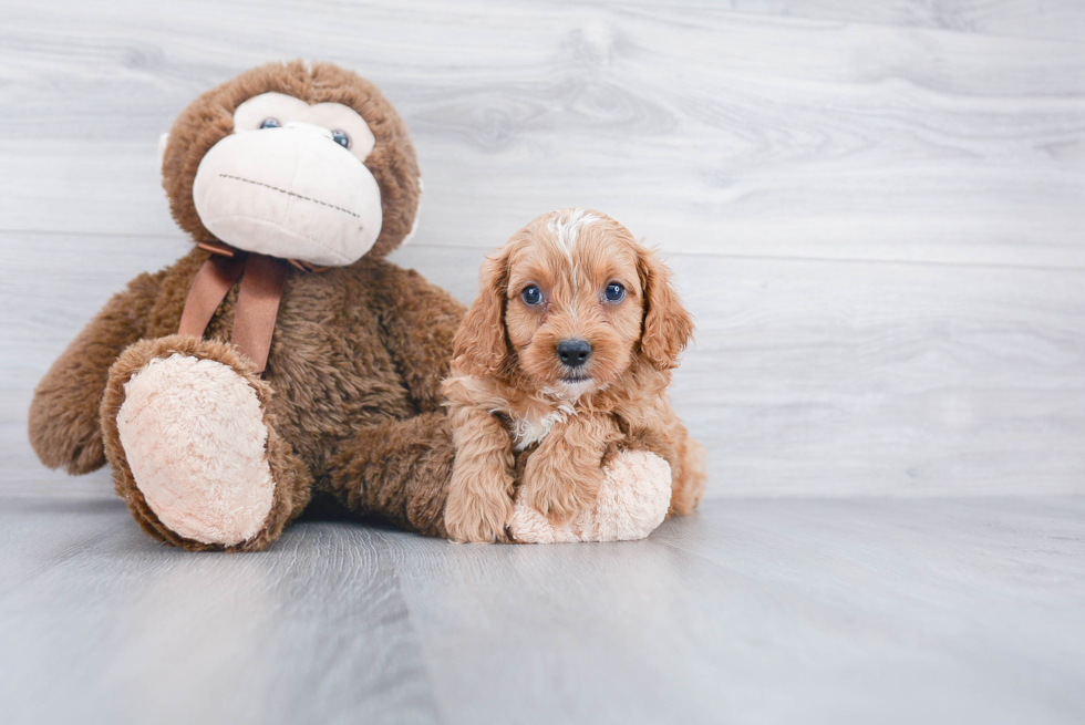 Happy Cavapoo Baby