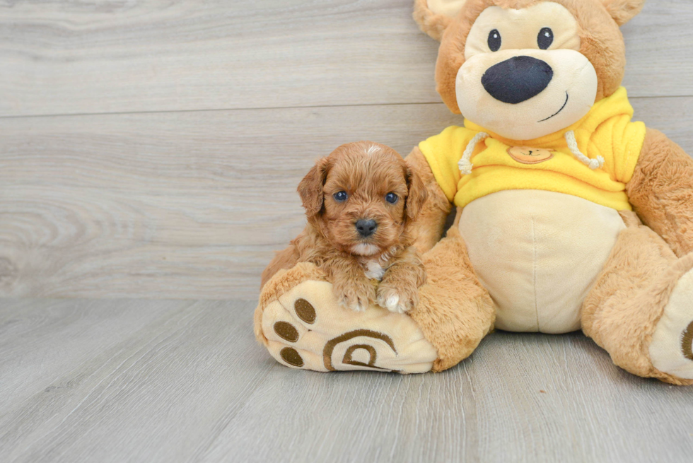 Cavapoo Pup Being Cute