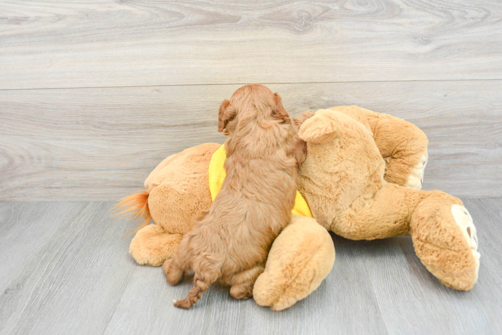 Adorable Cavoodle Poodle Mix Puppy