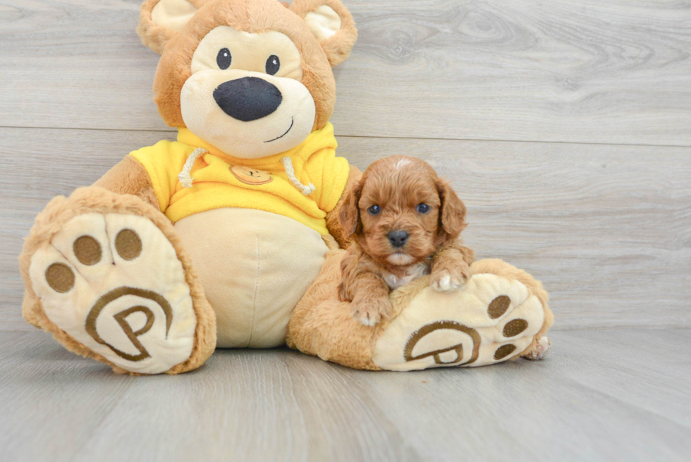 Best Cavapoo Baby