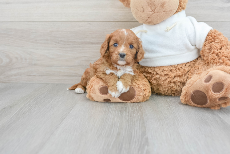 Popular Cavapoo Poodle Mix Pup