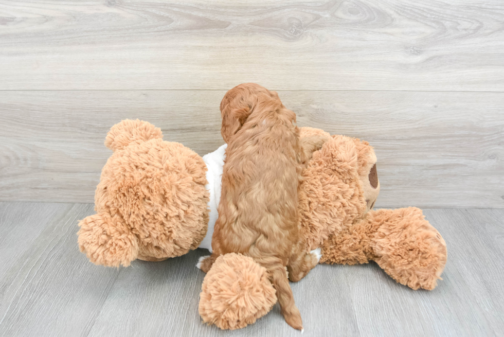 Cavapoo Pup Being Cute