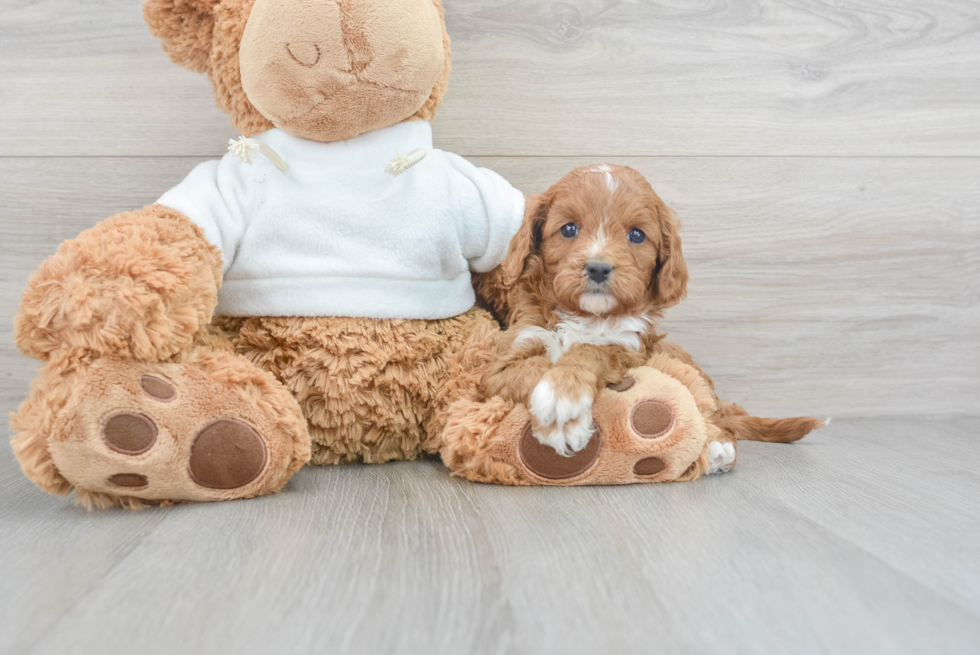 Small Cavapoo Baby