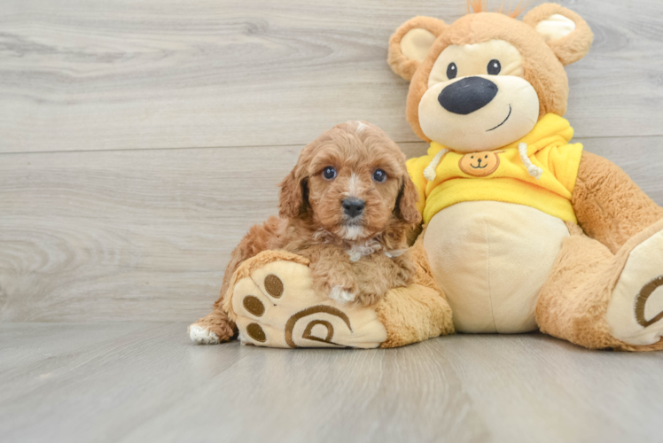 Cute Cavapoo Baby