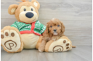 Best Cavapoo Baby