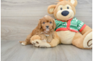 Playful Cavapoodle Poodle Mix Puppy