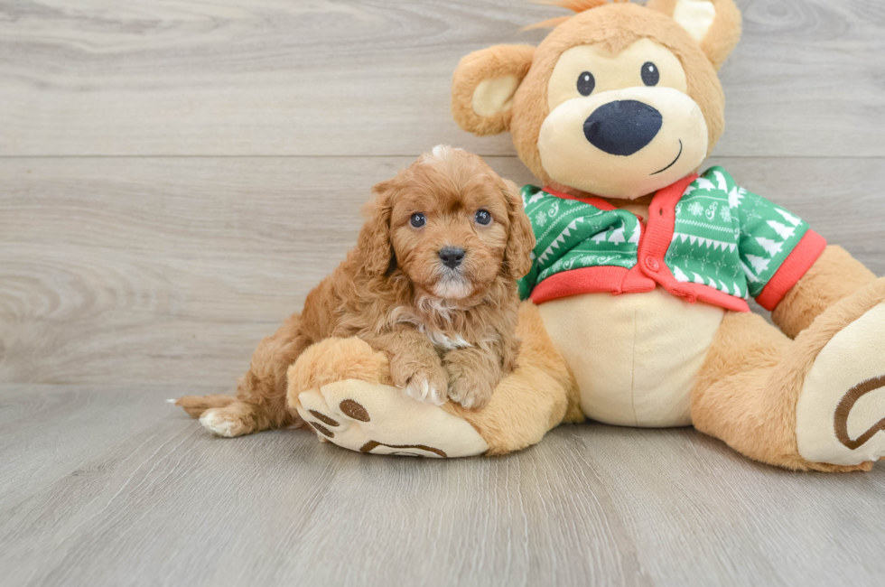 5 week old Cavapoo Puppy For Sale - Premier Pups