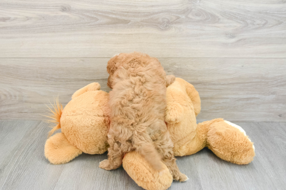 Small Cavapoo Baby