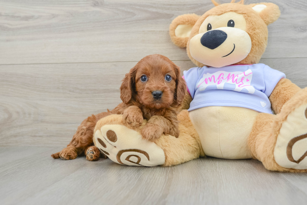 Cavapoo Puppy for Adoption