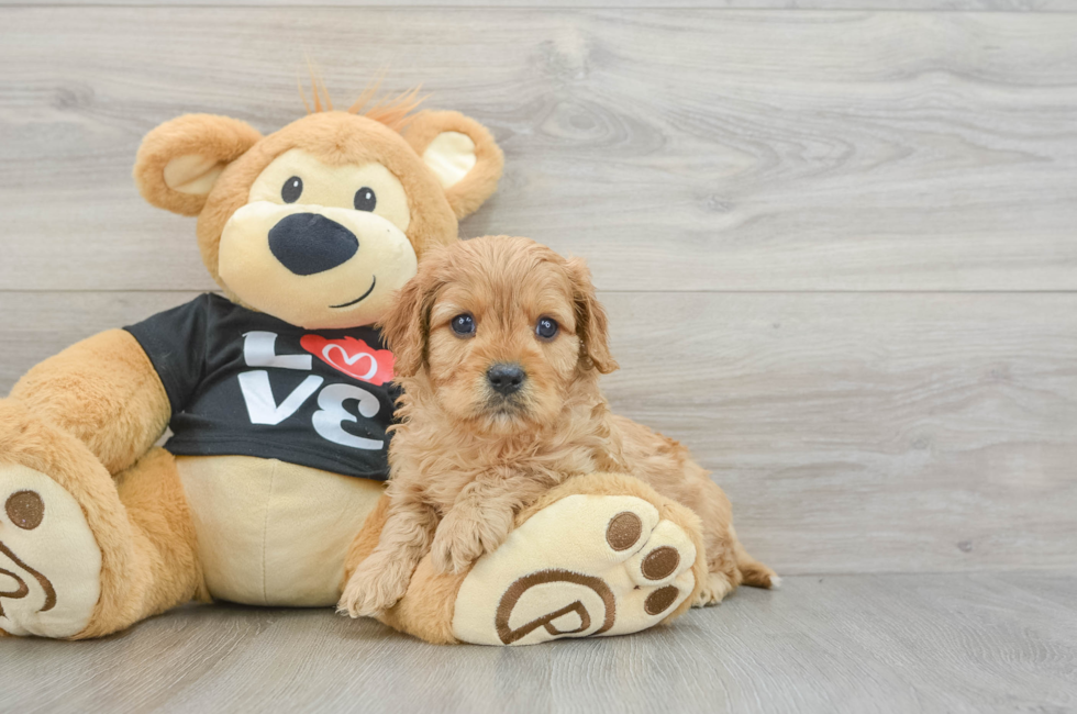 5 week old Cavapoo Puppy For Sale - Premier Pups