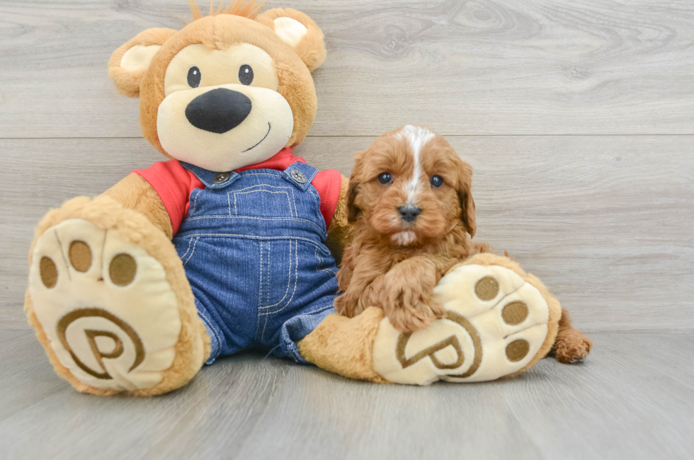 7 week old Cavapoo Puppy For Sale - Premier Pups