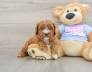7 week old Cavapoo Puppy For Sale - Premier Pups