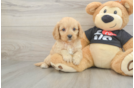 Cavapoo Pup Being Cute