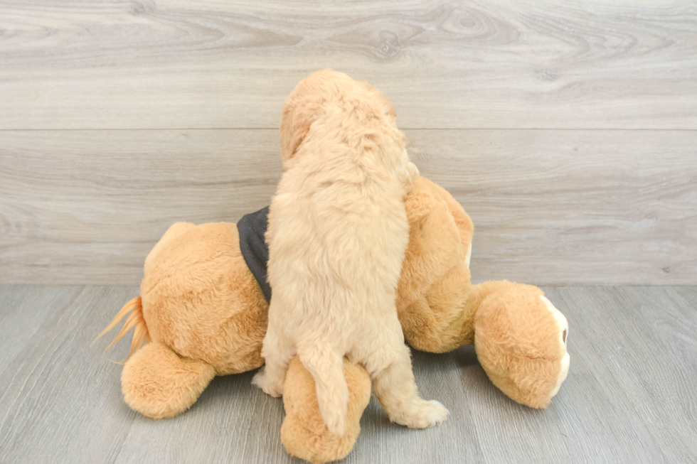 Best Cavapoo Baby