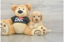Smart Cavapoo Poodle Mix Pup
