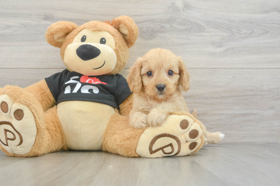 7 week old Cavapoo Puppy For Sale - Premier Pups