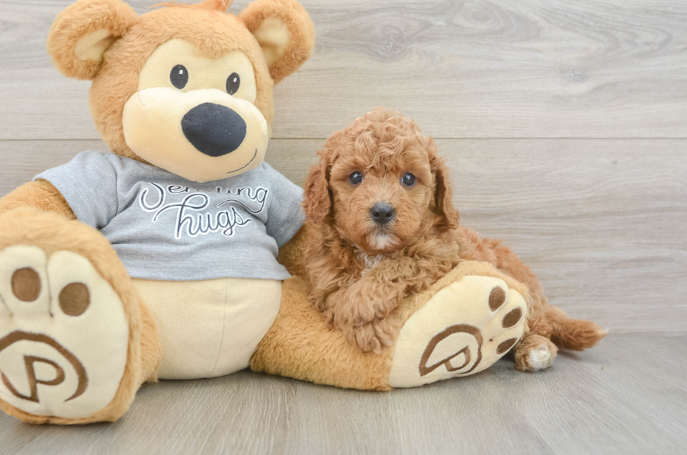 5 week old Cavapoo Puppy For Sale - Premier Pups
