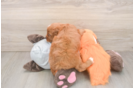 Best Cavapoo Baby