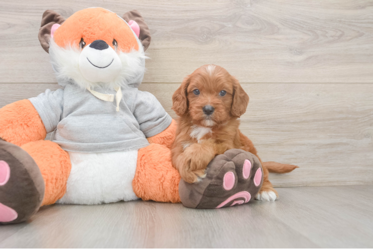 Cavapoo Pup Being Cute