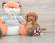 8 week old Cavapoo Puppy For Sale - Premier Pups