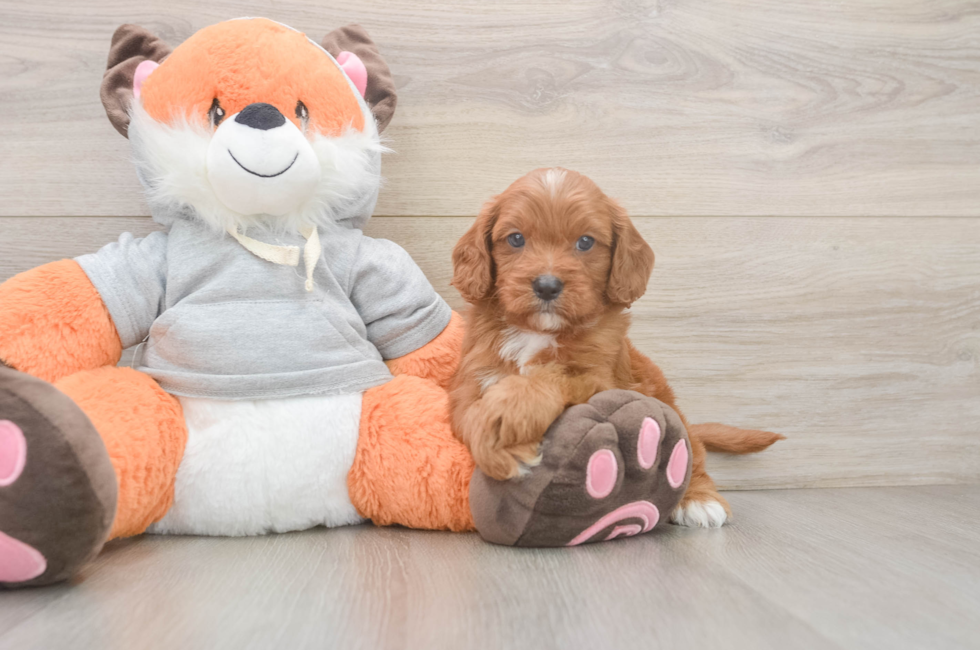 5 week old Cavapoo Puppy For Sale - Premier Pups