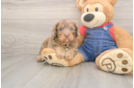 Petite Cavapoo Poodle Mix Pup