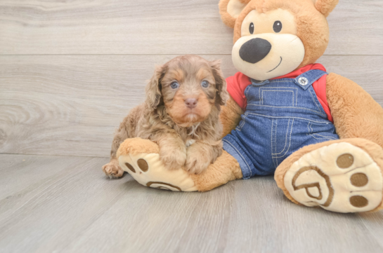 Petite Cavapoo Poodle Mix Pup