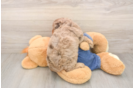 Petite Cavapoo Poodle Mix Pup