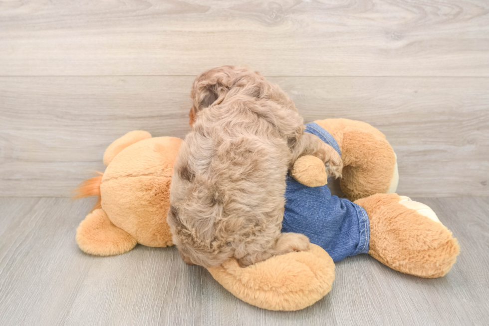 Petite Cavapoo Poodle Mix Pup