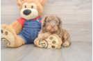 Hypoallergenic Cavadoodle Poodle Mix Puppy